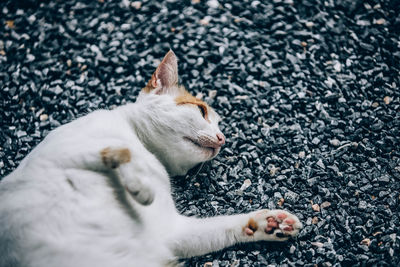 High angle view of cat looking away