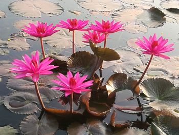 High angle view of pink water lily in lake