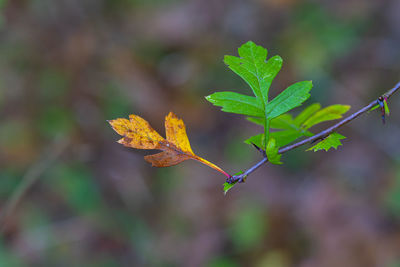 Close-up of leaves on plant during autumn