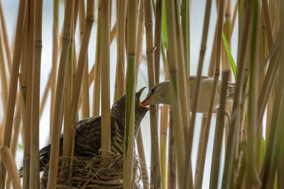 The great reed warbler is feeding the young of the common cuckoo in the nest in reeds.