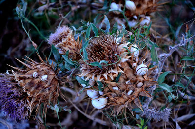 Close-up of wilted plant on field