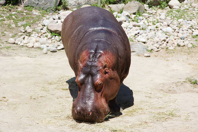 Toronto zoo,ontario,canada