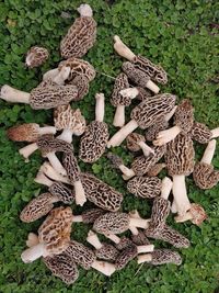 High angle view of mushrooms on wood