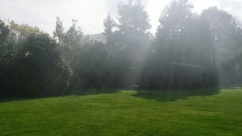 Trees on grassy field