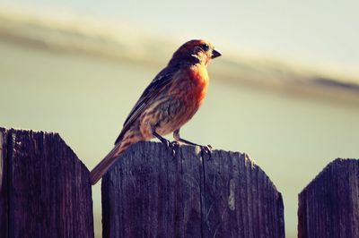 Close-up of sparrow perching on wooden fence