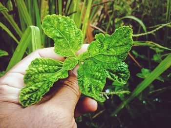 Close-up of hand holding small plant