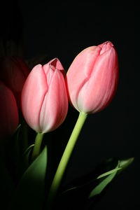 Close-up of tulips against black background