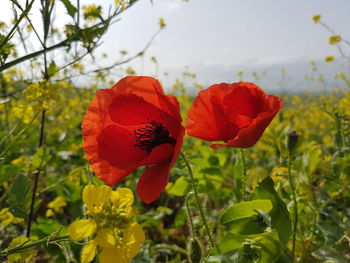 Close-up of red poppy flower on field
