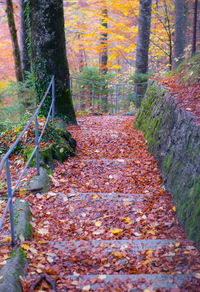 Footpath amidst trees in forest during autumn