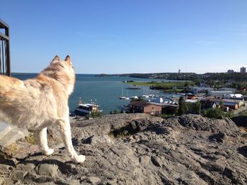 Dog on landscape against clear sky