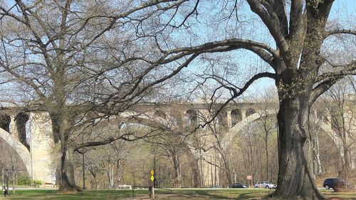 Trees in park against sky