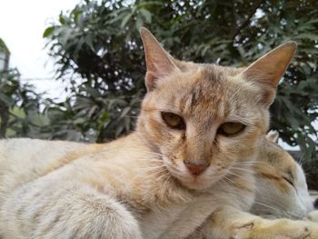 Close-up portrait of cat
