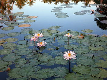 Lotus water lily in lake