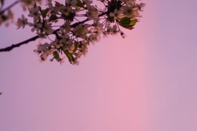 Close-up of pink flower tree against clear sky
