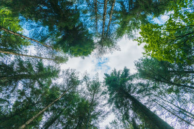 Low angle view of trees against sky