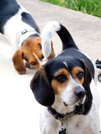 Close-up portrait of dog