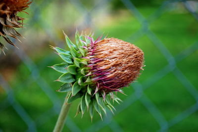 Close-up of red flowering plant