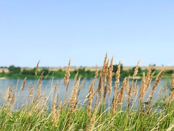 Close-up of plants growing on field against clear sky