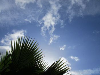 Low angle view of palm tree against sky