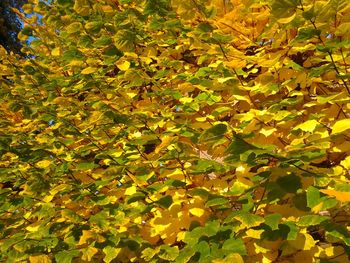 Autumnal leaves on tree