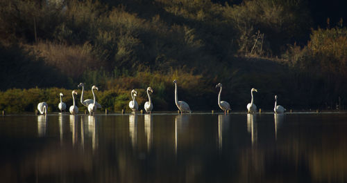 Flamingoes swimming on lake against plants during sunset