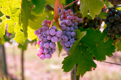 Close-up of grapes growing in vineyard