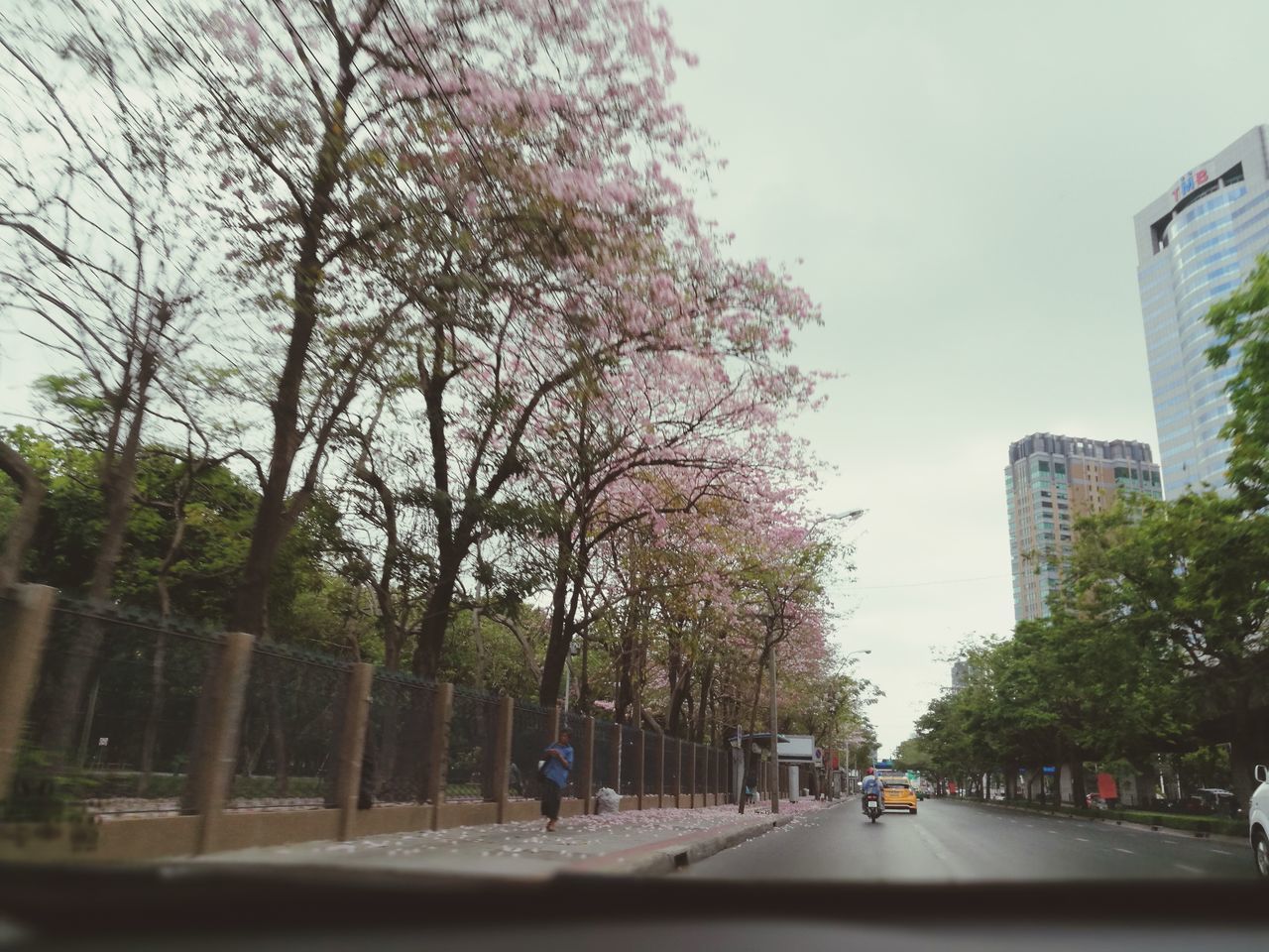 tree, road, architecture, built structure, real people, city, transportation, outdoors, sky, building exterior, growth, day, men, nature, people