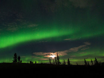 Low angle view of trees against sky at night