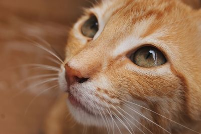 Close-up of cat