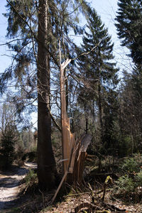 Trees in forest