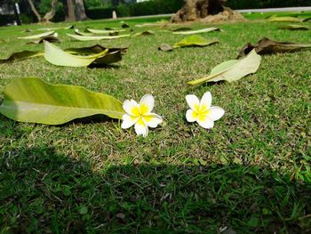Close-up of fresh white flowers in field