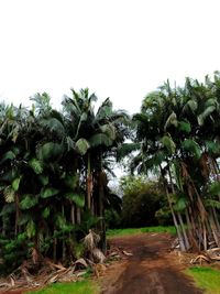 Palm trees on field against clear sky