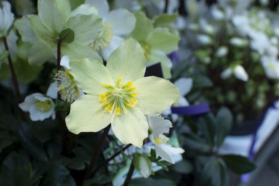 Close-up of white flowering plant