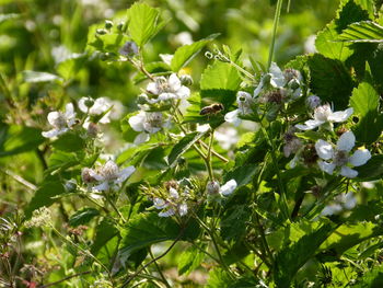 Close-up of white flowering plants