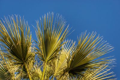 Low angle view of plants against blue sky