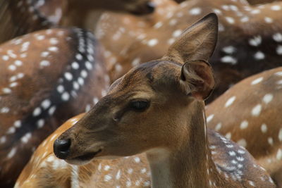 Close-up of deer