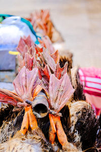 Live ducks for sale in market. hanging by their feet, so facing down towards the road. 