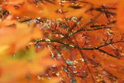 Close-up of maple tree during autumn