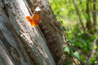 Close-up of insect on tree trunk