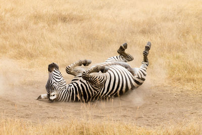 Zebras and zebra