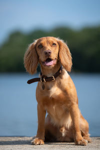 Portrait of dog looking at camera
