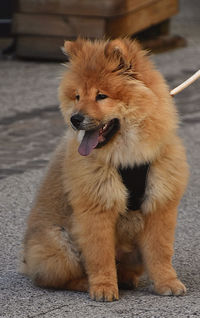 Close-up of dog on footpath