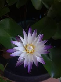 Close-up of white flower