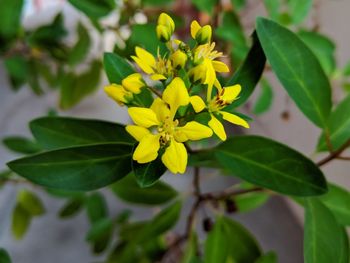 Close-up of yellow flowering plant