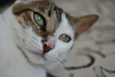 Close-up portrait of cat