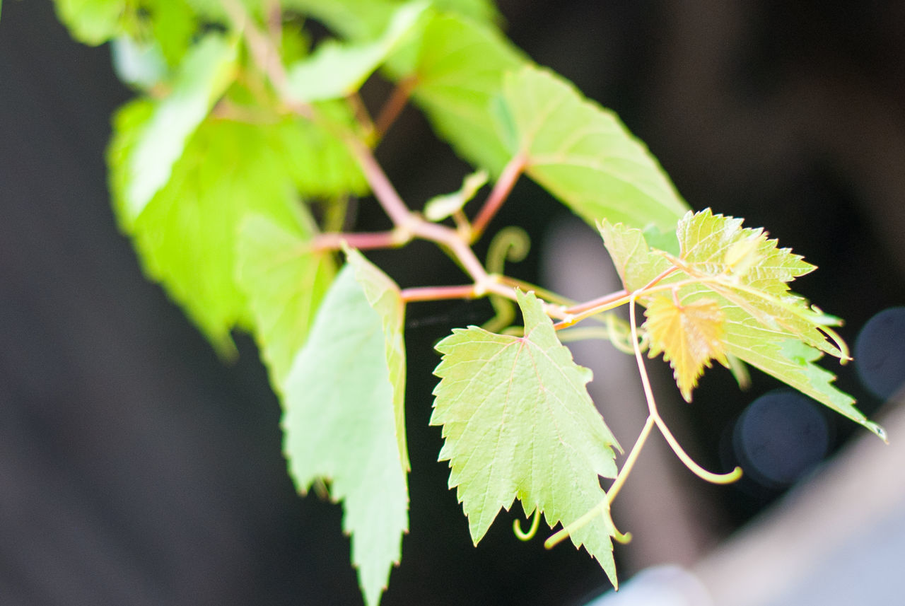 CLOSE-UP OF GREEN LEAVES