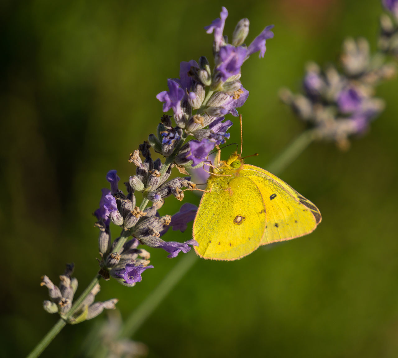 Southern Dogface Butterfly