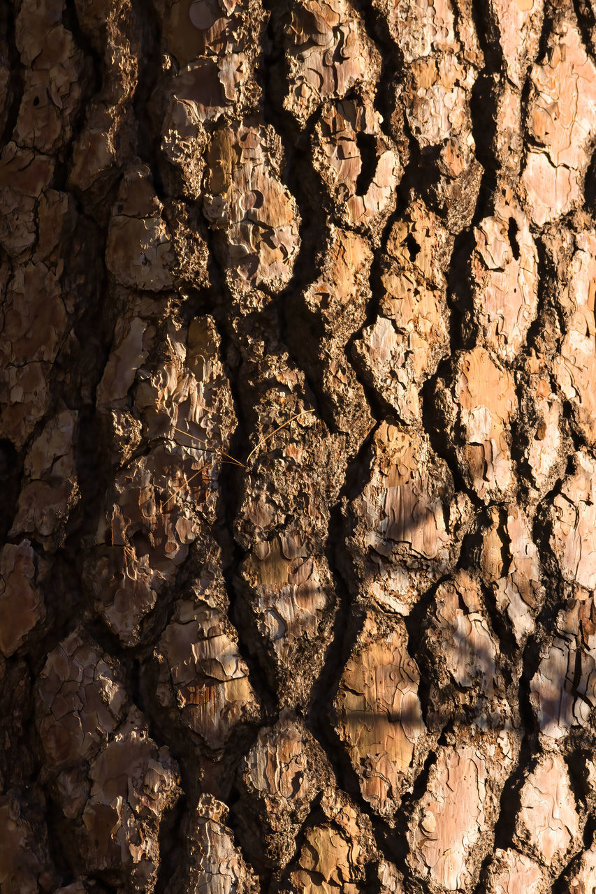 FULL FRAME SHOT OF MUD