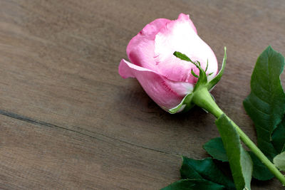 Close-up of pink rose on table