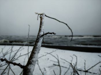 Close-up of frozen plant